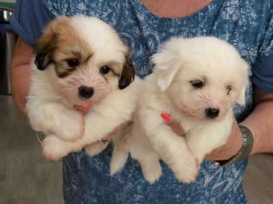 Coton de Tuléar